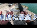 【堤防フカセ釣り】グレ狙いのハズが良型の・・⁉️