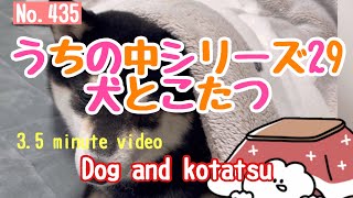 No.435 りゅう🐕‍🦺4才の冬はじめてのこたつ