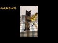 搞笑视频all in one 19 搞笑和可爱的动物短视频合辑 funny animals try not to laugh the funniest animal videos