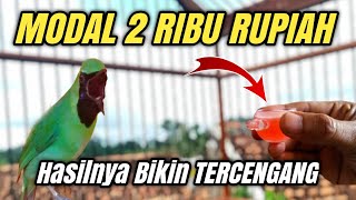 JUS PALING GILA POWER UP TEMBUS KE ANGKASA‼️Untuk burung pemakan buah