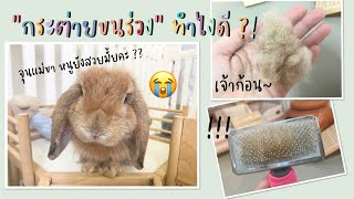 🐰Bunny’s story EP.16 | “กระต่ายขนร่วง” ทำยังไงดี ??