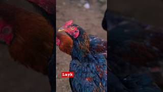 #hen #aseelmurga #aseelmurgha #aseel #ayambangkok #birds #bird #rooster #kingsha