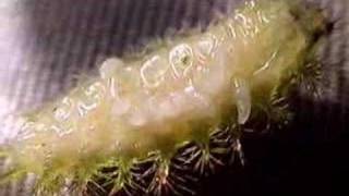 Parasitoid infested caterpillar