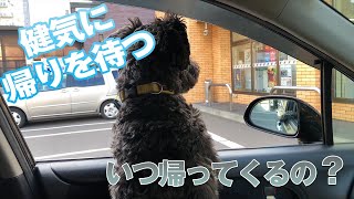 健気に車の中で帰りを待つミニチュアシュナウザー　Miniature schnauzer waiting for return by car