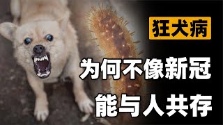 新冠病毒3年变弱，为何同源的狂犬病毒过了上千年，依然那么毒？