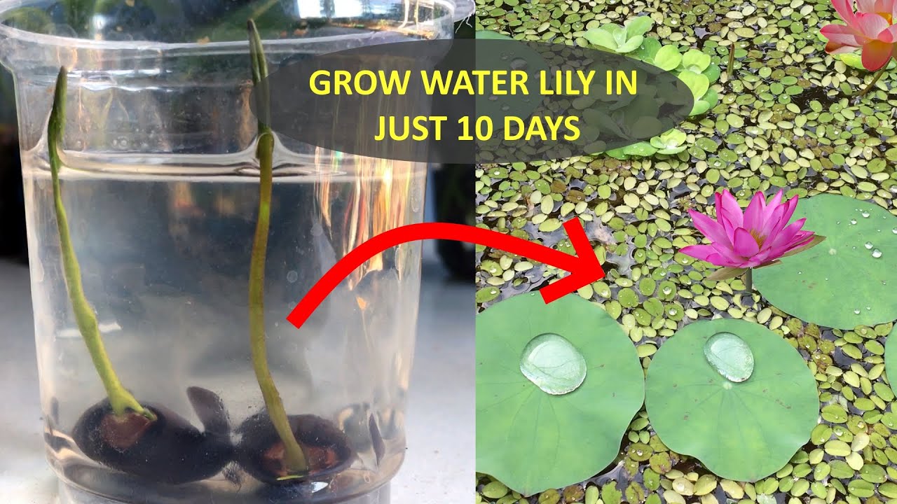 Water Lily | How To Grow Water Lily From Seed | Grow Lotus Plant At ...