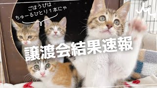 保護猫お見合い会の結果は？！里親さん募集中