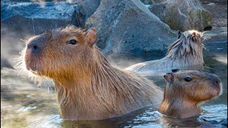 Baby Capybaras | Pups | #32 | 'Baby Animals Series' | 'Wilderness \u0026 Homestead Creatures'