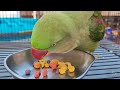 तोते को ठंड लग जाए तो तुरंत ये 3 काम करो why parrot die in winter