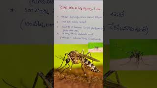 డెంగ్యూ దోమ 🦟ఎలా గుర్తుపట్టాలి #Dengue how to identity dengue mosquitoe #viralfever #dj #hyderabad