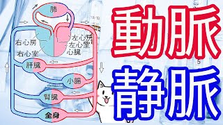 【中2理科】動脈静脈、動脈血？すべてわかりやすく解説！