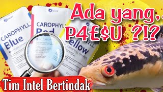 Menguak Fakta Carophyll Untuk Channa | Treatment Channa Maru !!