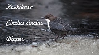 Koskikara - Cinclus cinclus - Dipper - 10.11.2019 Movie