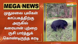 முதுமலை புலிகள் காப்பகத்திற்கு அருகில் கரையான் புற்றை ருசி பார்த்துக் கொண்டிருந்த கரடி