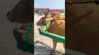 RAMESWARAM மாட்டுவண்டி 🐂🐂🐂🐂🐂🐂🐂