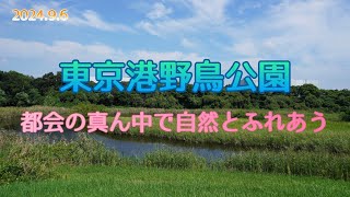 東京港野鳥公園｜都心に残された貴重な自然！(2024.9.6 野鳥公園紹介動画)