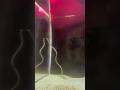 Video-chat with lonely eels at a Japanese Aquarium #travel #shorts #japan #fyp #animals #shortvideo