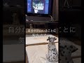 自分が沢山いることに気づいた犬が可愛すぎるwww animal animals pets かわいい動物 かわいい 動物 cute dog 犬 shorts