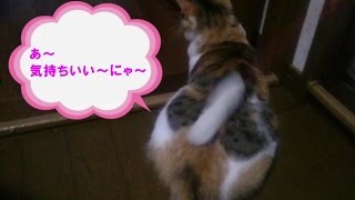 ねこのみみちゃん　おしりポンポン