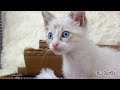 Louis the Kitty | EP.8 His Lovable Charms