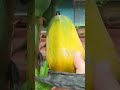 Picking Ripe Papaya #shorts #viral #subscribe #new #viralshorts