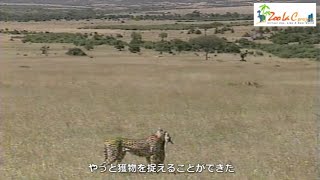 続編　初めての草原　狩りに苦労する母チーター「閲覧注意」 　　Wild Animals in Africa /   Nothing is as great as maternal love.