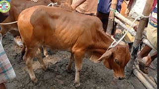 আজ শুক্রবার ২২ অক্টোবর || প্রচুর চাহিদা সম্পন্ন ২৫ থেকে ৩৫ হাজারের ষাঁড় গরুর দাম || আমবাড়ী হাট