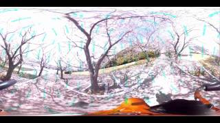 360°桜並木散歩