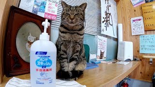 コロナ対策よろしくにゃん！猫島の待合室で消毒を求めるキジトラ猫