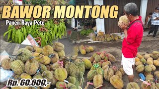 UPDATE HARGA DURIAN PASAR DORO || BAWOR MONTONG OBRAL