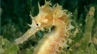 Amazing Facts About Seahorses