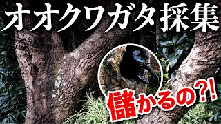 【オオクワガタ】捕まえたらいくらになるの？！