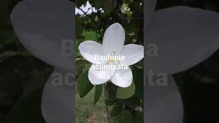 #Bauhinia acuminata