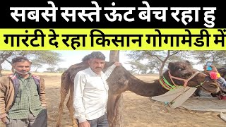 सबसे सस्ते ऊंट बेचने का दावा कर रहा है यह किसान || gogamedi pashu mela 2025