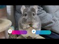 突然甘えん坊になって布団に入ってくるチンチラが可愛すぎる！funny and cute chinchilla