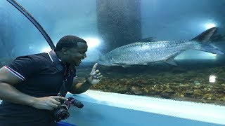 visitando el acuario mas grande de mi ciudad