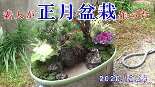 素人が正月用の寄せ植え盆栽（松竹梅）を作った！