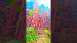 শিবজটা বা শিবঝুল ফুল #shortvideo #flower #gardenflower #naturelovers