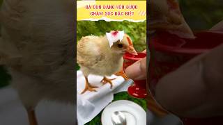 Cười Sáng Khoái với Gà Con Khi Bị Thương Vẫn Hài Hước và Đáng Yêu #funny #gacon #haihuoc #shorts