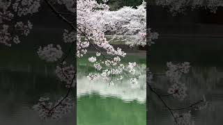 庭木ダムの桜