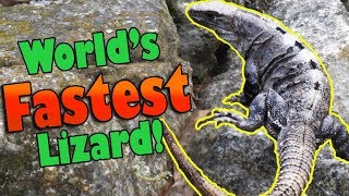 Meet the Black Spiny Tailed Iguana!