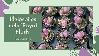 Growing Habits of Pleiospilos nelii ‘Royal Flush’ (“Purple Split Rock\