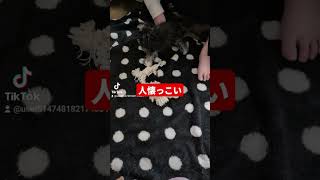 ［4ヶ月子犬］明日から5ヶ月突入のモカ　#子犬　#マルキー　#マルーキー　#ミックス犬　#可愛い 　#多頭飼い犬　#いぬのきもち 　#人懐っこい　#マルチーズ　#ヨークシャテリア　#子犬　#こいぬ