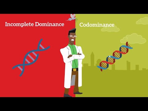What is the difference between incomplete dominance and Codominance?