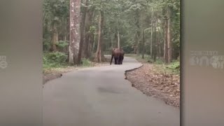 പത്തനംതിട്ട കോന്നിയിൽ നടുറോഡില്‍ കാട്ടാന | wild elephant in road