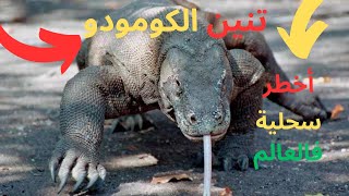 أخطر سحلية في العلالم  تنين الكومودو