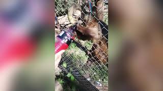 Monkey Drinking Powerade / Mono Tomando Powerade / 猴子喝POWERADE运动饮料