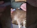 Sheep and Goat Injection Site #injection #shots #goatfarming #homesteading #animals #shorts #goat