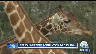 African giraffe population drops 40%