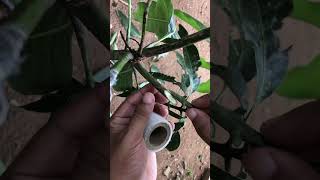 Plant Grafting with the Cleft Graft Technique #graft #grafting#shortsvideo